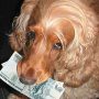«Собачьи налоги» или заплати за домашнего любимца